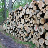 Holzpolter im Wald - Buche